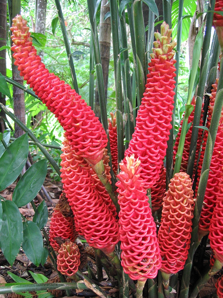 073 Cairns Botanic Gardens.jpg